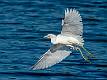Kirms Photography Little Blue Heron-5